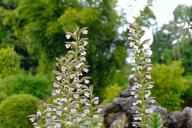Free Flower Plant photo and picture
