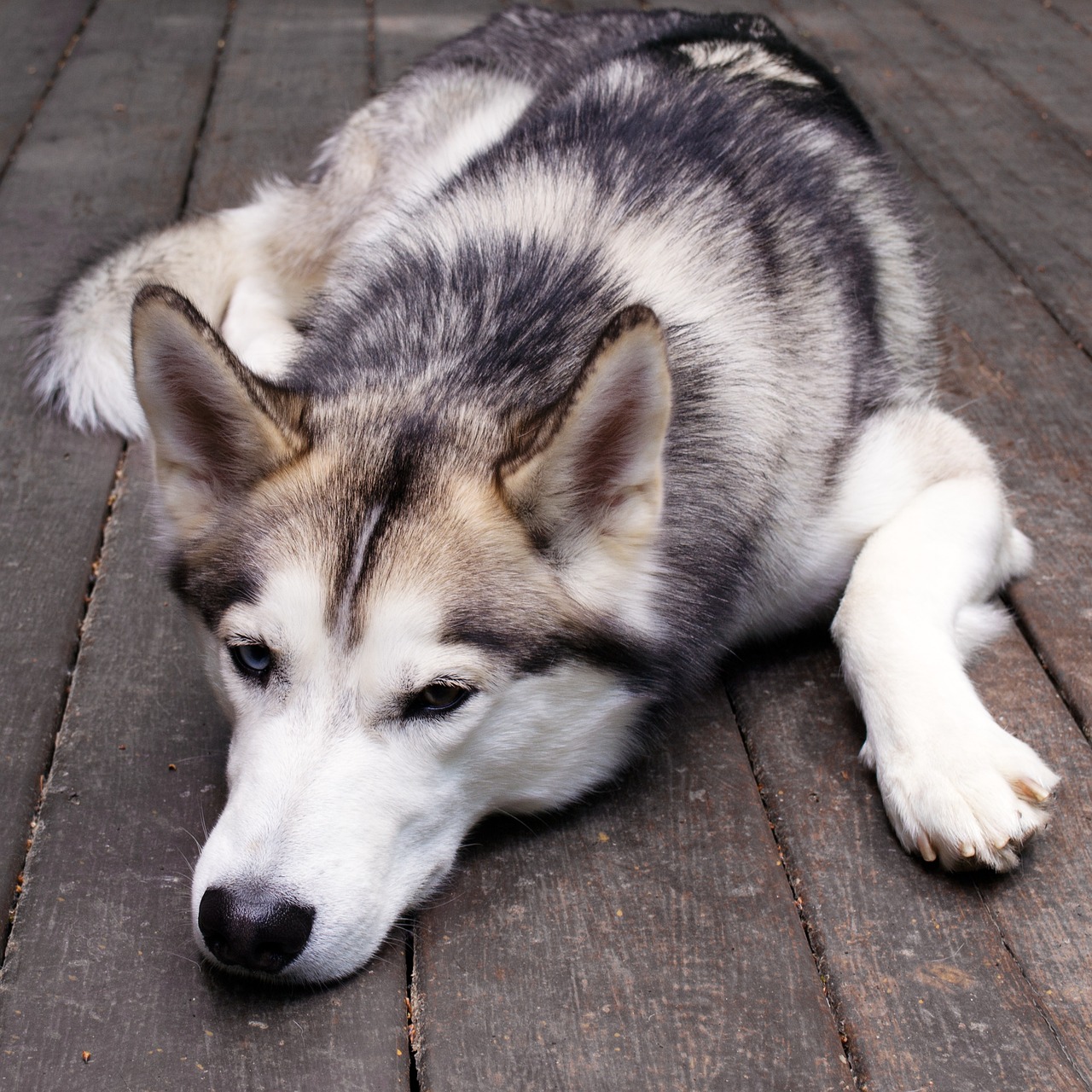 Rauque Rauque Chien Visage Animaux - Photo gratuite sur Pixabay - Pixabay