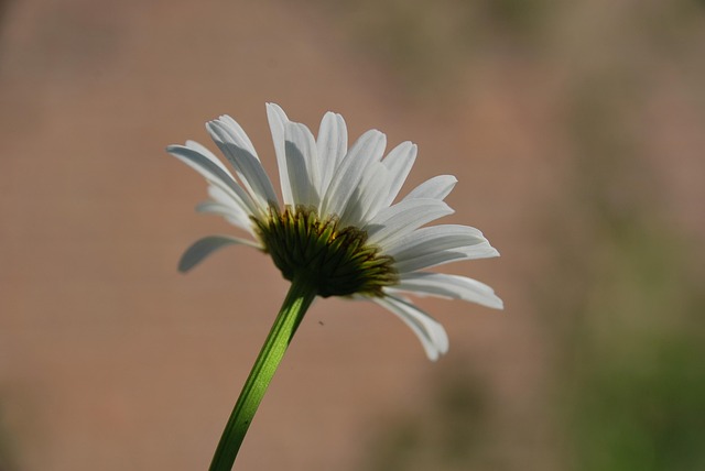 Margerite, Schöne Blumen, Garten, Natur
