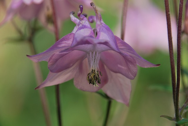 Akelei, Garten, Zart, Blüte, Natur