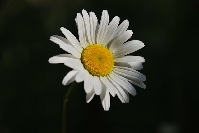 Margerite, Garten, Schöne Blumen