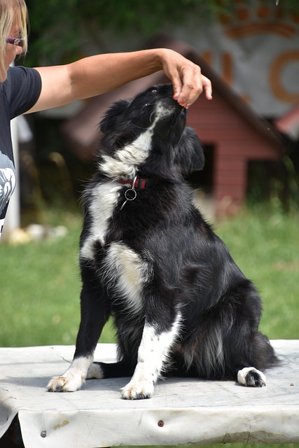 Free Dog Training photo and picture