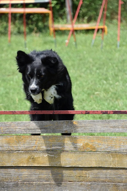 Free Dog Training photo and picture