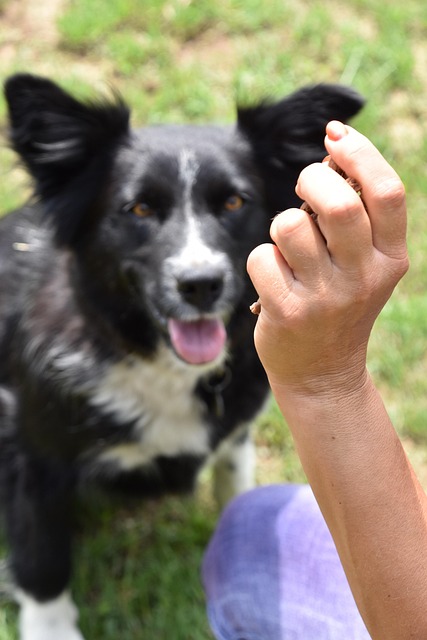 Free Dog Training photo and picture