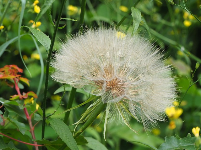 Free Flower Dandelion photo and picture