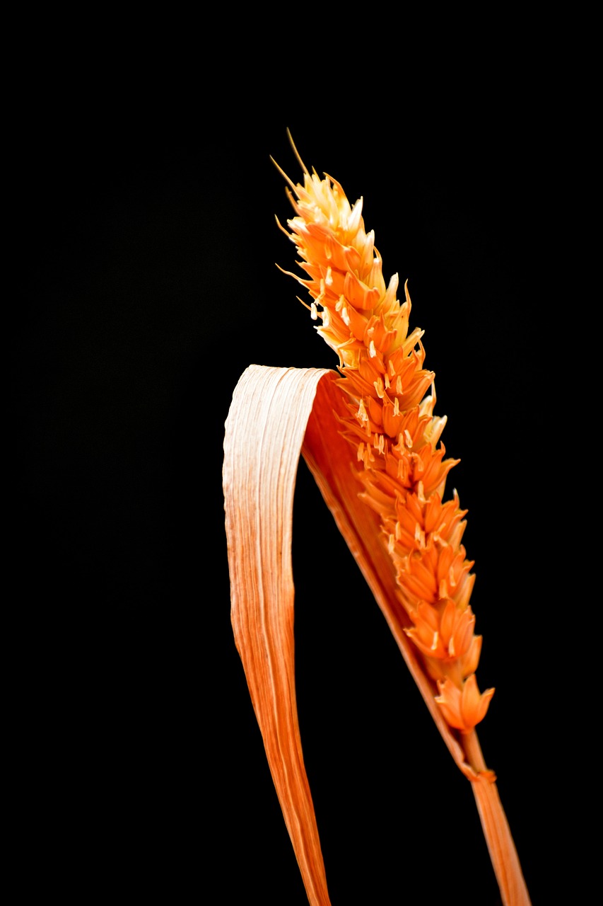 Grain Wheat Agriculture Free photo on Pixabay Pixabay