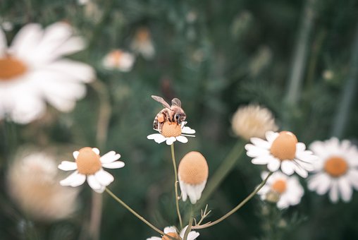 Bi, Blomst Tapet, Blomst, Insekt, Natur