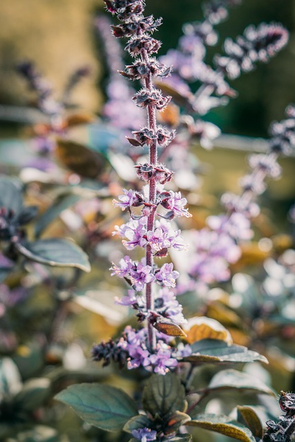 Blomst, Plante, Natur, Blomstre, Sommer