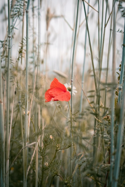 Valmue, Blomst, Sommer, Eng