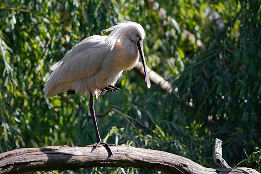 Stârc, Pasăre, Pană, Animal, Cioc