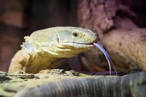 Şopârlă, Animal, Natura, Zoologie