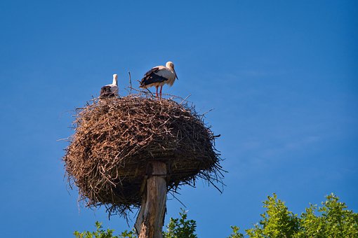 Barză, Pasăre, Animal, Natură