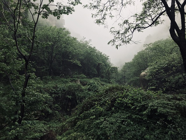 华山 雾 - Pixabay上的免费照片 - Pixabay