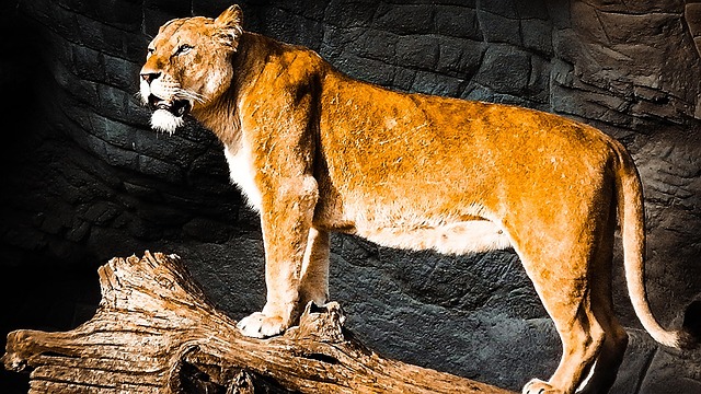 Lion, Female Lion, Wildlife Animals