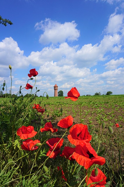 Mohn Feld Natur - Kostenloses Foto auf Pixabay - Pixabay