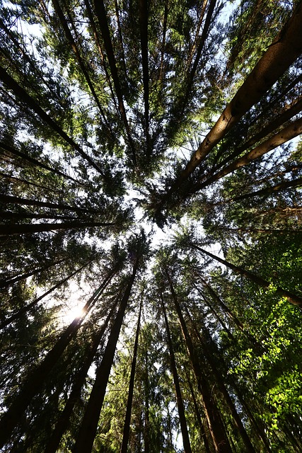 Free Trees Forest photo and picture