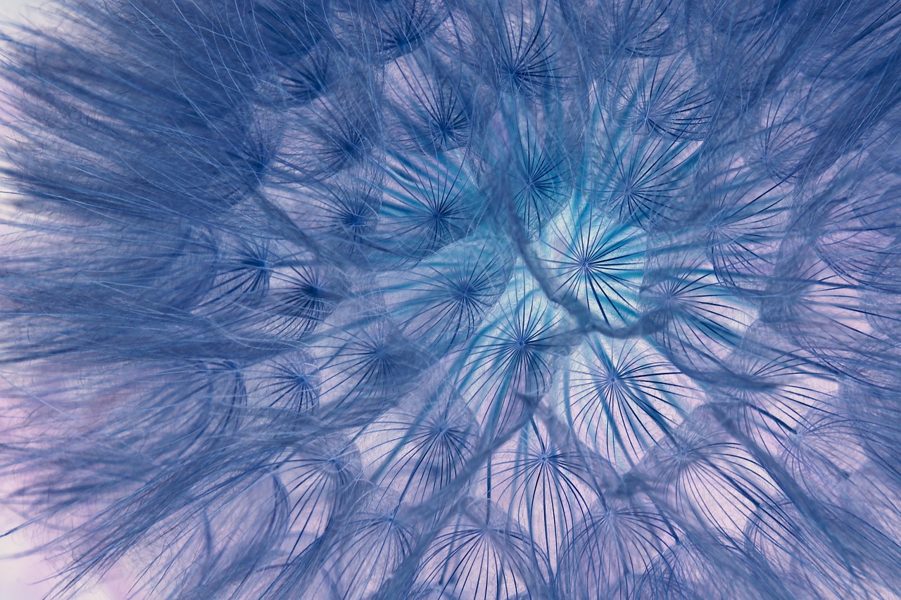 Dandelion - free online jigsaw puzzle photo