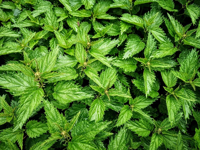 Uriga Urtiga Urtigas Verde - Foto gratuita no Pixabay - Pixabay