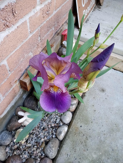 Spring Iris Spring Iris Bloom - Free photo on Pixabay