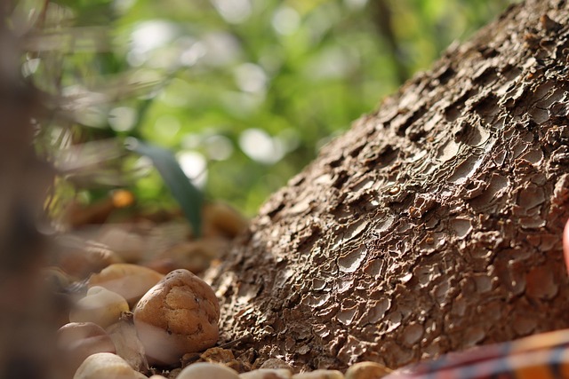 Baumrinde, Natur, Textur, Stamm, Brown