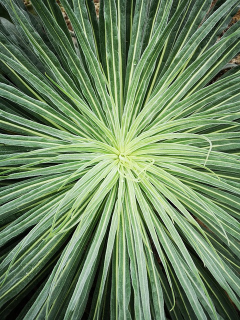 Verde, Planta, Cactus, Naturaleza