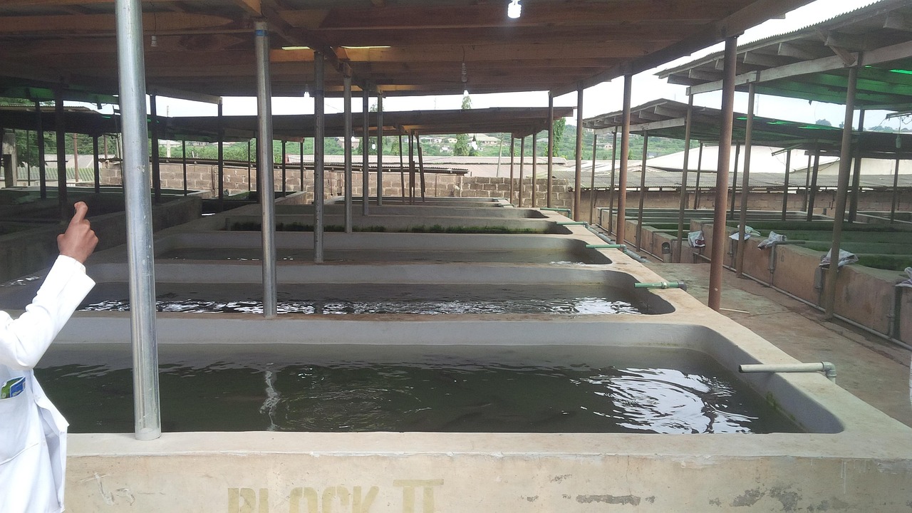 Fish Pond Aquaculture Cat - Free photo on Pixabay - Pixabay