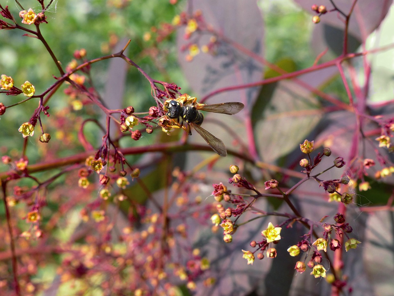 Guêpe Plante Pollinisation Photo gratuite sur Pixabay Pixabay — free download