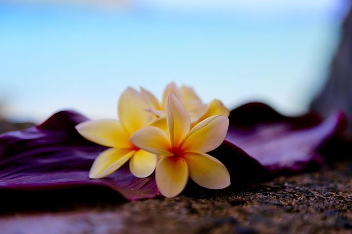 30以上の無料lei レイ画像 Pixabay