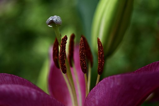 超过800 张关于 蜂花粉 和 花粉 的免费图片 Pixabay
