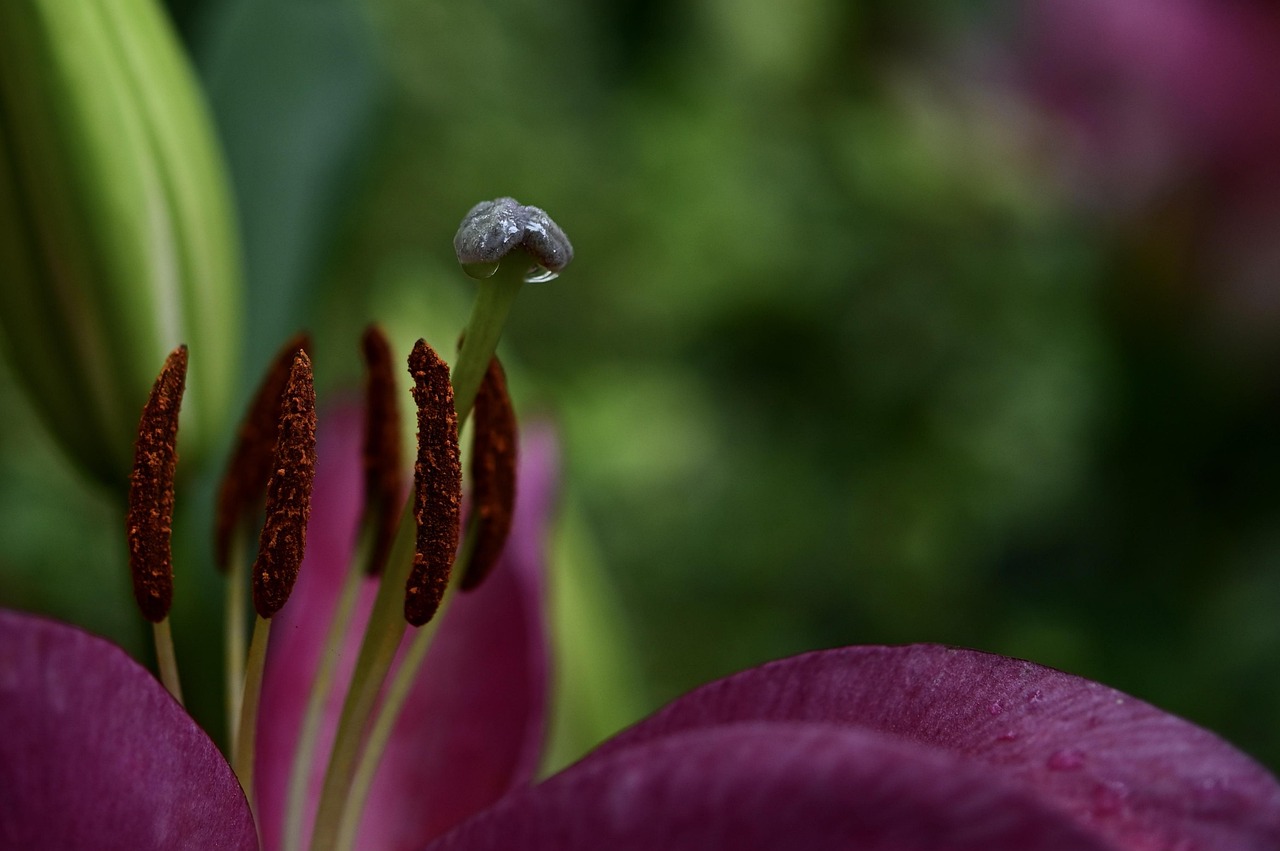 Fleur De Lys Pollen Étamines Photo gratuite sur Pixabay Pixabay