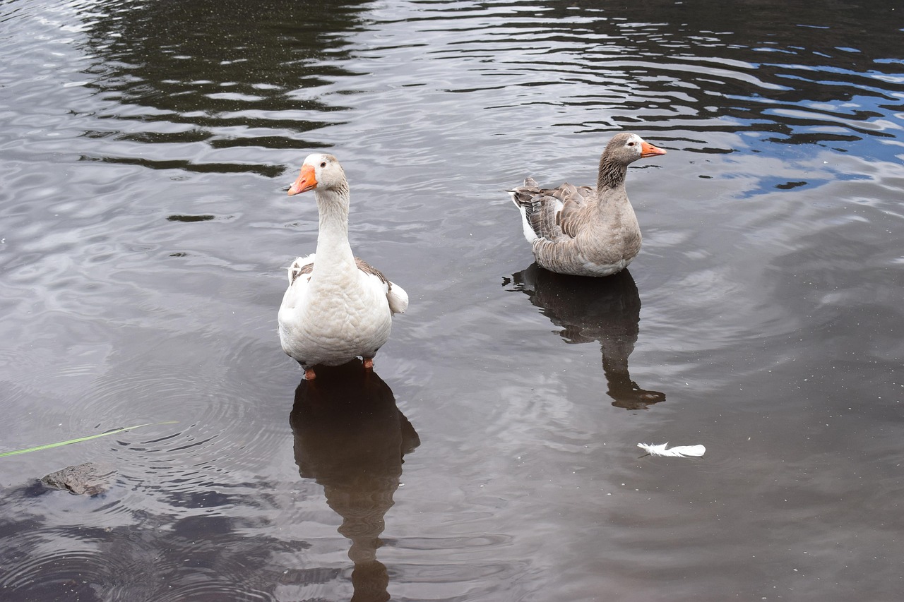 Lake Rash Duck Lake Ducks - Free photo on Pixabay