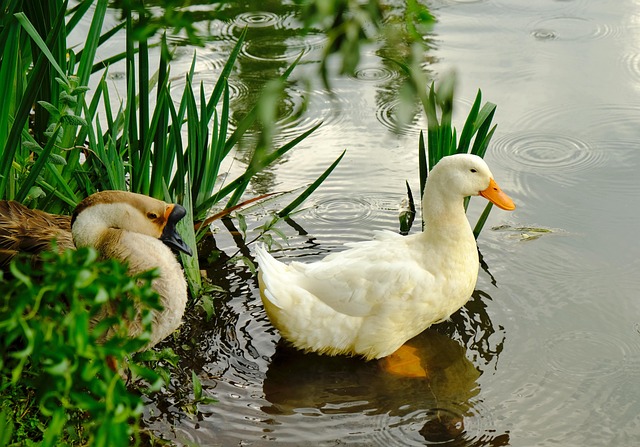 Free Animal Nature photo and picture