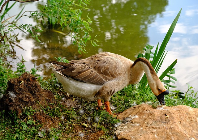 Free Goose Animal photo and picture