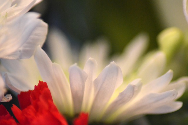 Free Daisies Flower Wallpaper photo and picture
