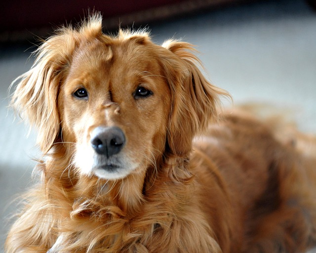 Free Dog Golden Retriever photo and picture