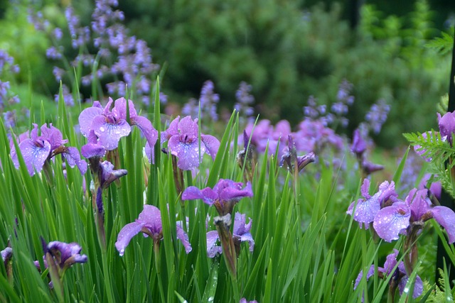 Free Iris Bloom photo and picture