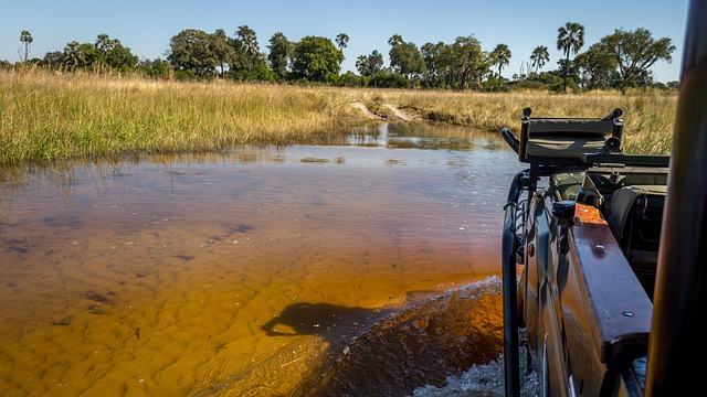 Safári, Botswana, África, Natureza