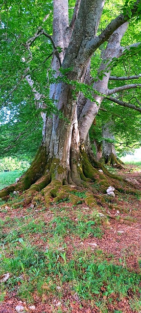 Bøg, Strøm, Natur, Træer, Rod