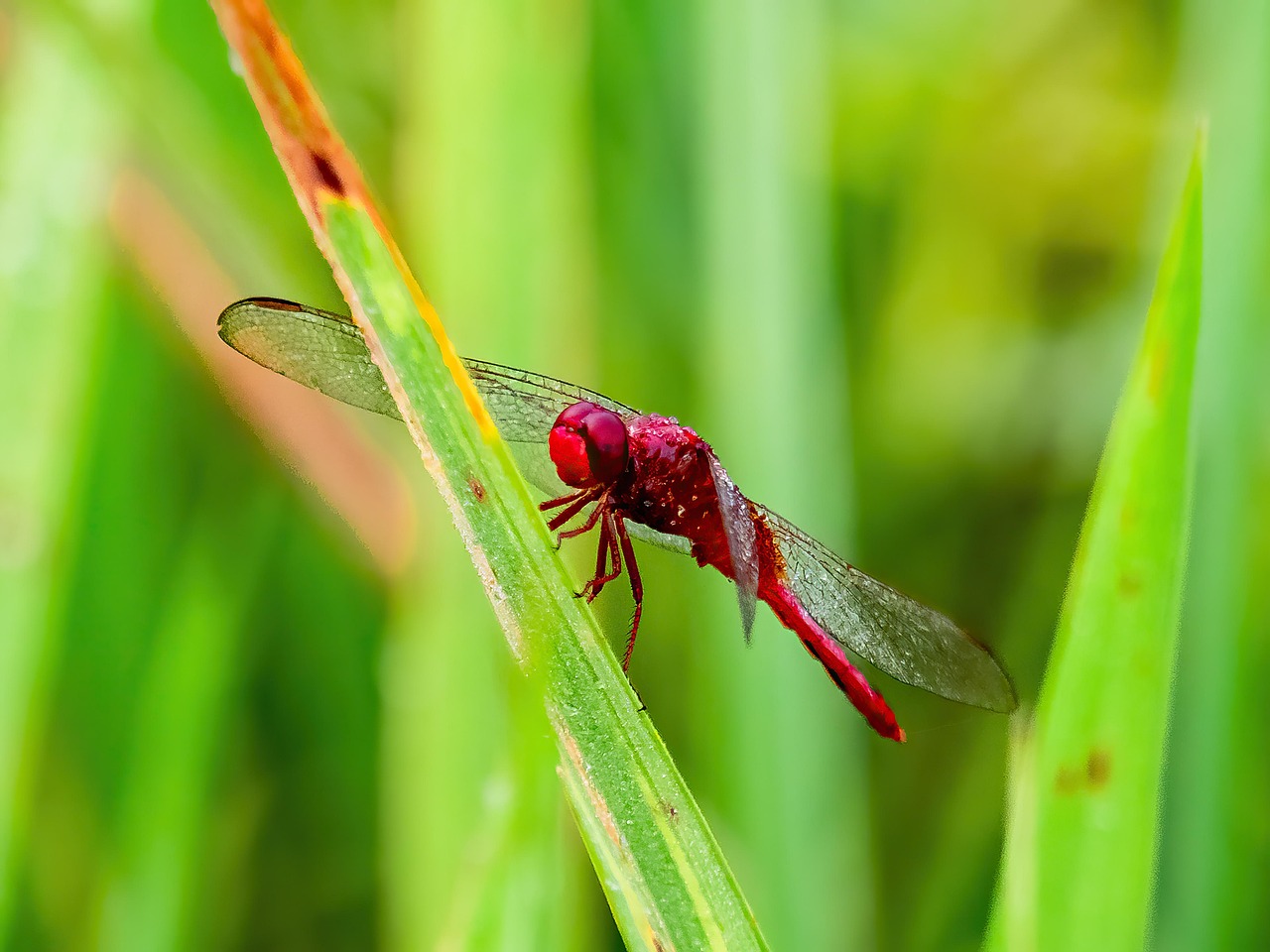 Sudenkorento Riisipelto Paddy Ilmainen Valokuva Pixabayssa Pixabay