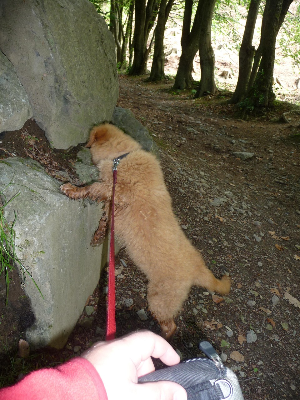 Dog Rock Free photo on Pixabay