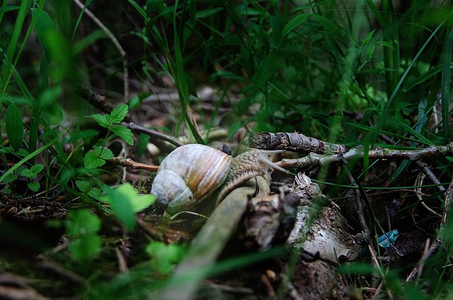 Schnecke, Wald, Wild, Natur, Makro