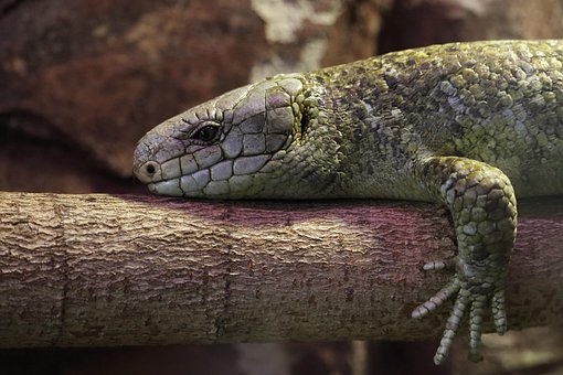 Lagarto, Réptil, Exótico, Terrário
