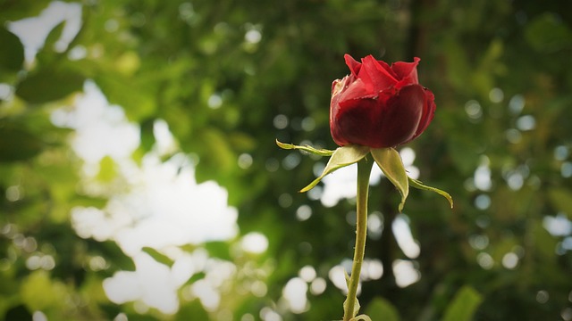 Rose, Natur, Blomst, Elsker, Romantisk