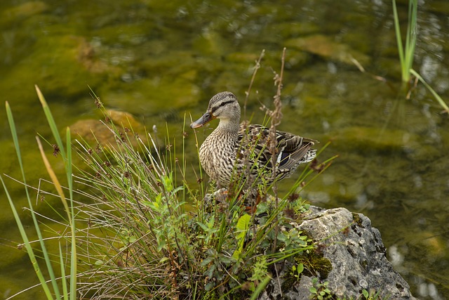 Free Duck At Sea photo and picture