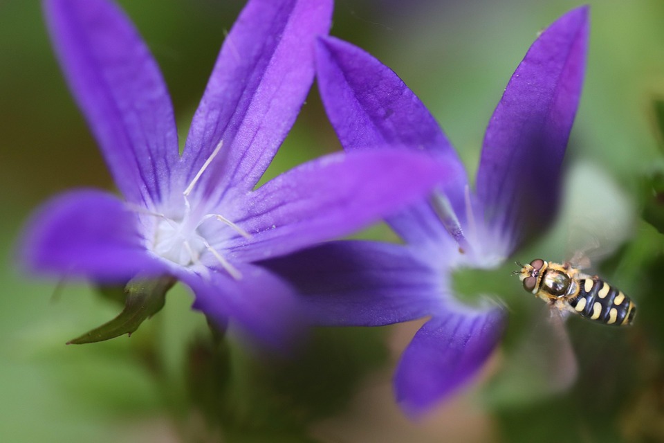 Bell Hop Insect Bellflower Hover Fly Insect - Free photo on Pixabay - Pixabay