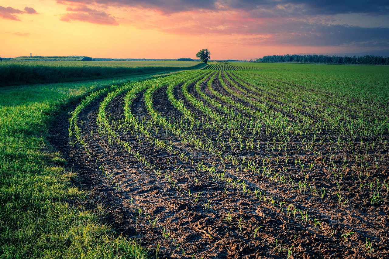 Field Fields Ordered Free photo on Pixabay