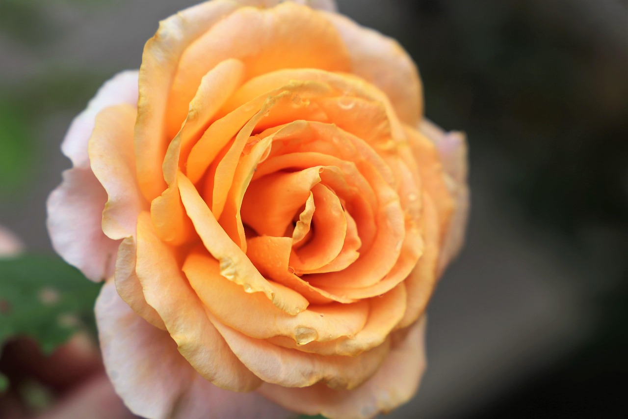 Golde Yellow Roses Yellow Rose Golden Medal Fresh - Free photo on Pixabay - Pixabay