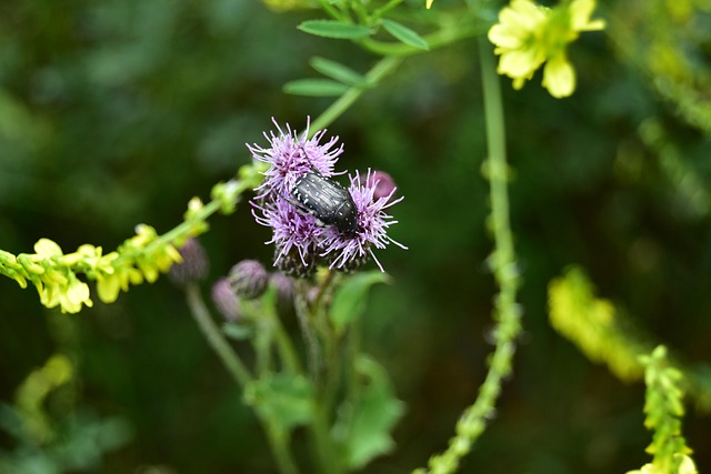 Free Beetle On Thistle Beetle photo and picture