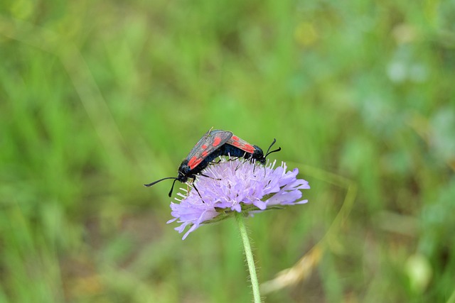 Free Butterflies Pairing photo and picture