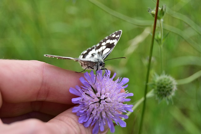 butterfly on thistle flower, lady's board, butterfly, thistle, insect